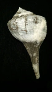 Fossil / Fossilized Whelk sea shells gastropod collectors collections fw41 - Picture 1 of 4
