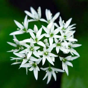 HERB - WILD GARLIC -GARLIC - 300 SEEDS - Allium ursinium - Picture 1 of 4