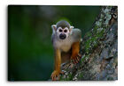 Monkey Ape Mammal Primate Animal Canvas Print Wall Art Picture Home Decoration