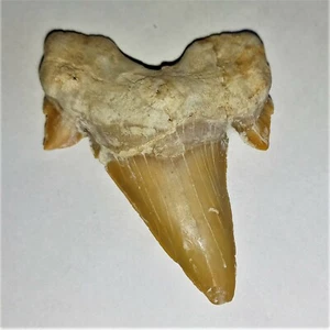 grande dente di squalo pietrificato Cretolamna 5 cm dente di squalo fossile Shark Tooth Fossil S - Foto 1 di 2