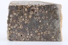 Rare Fossil Teredo Shipworm bored Wood 3.3" Petrified SW UV England COA 6337