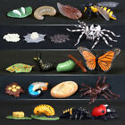 Ladybug, Schmetterling Modell Zyklus des Wachstums der Tiere Figurin Simulation