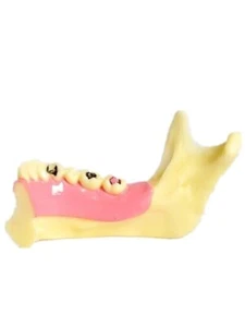 Dentista dental mandíbula anatómica mandibular modelo dientes mandibular hueso mandíbula baja - Imagen 1 de 5