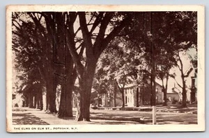 AK Die Ulmen in der Ulmenstraße Potsdam New York - Bild 1 von 2