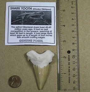 Mackerel Shark Tooth, Extinct Shark Genuine Fossil, 2.5 Inches, Otodus Obliquus - Picture 1 of 5