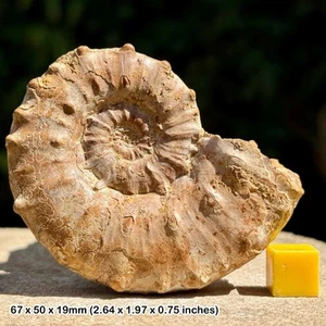 Epaspidoceras subdistractum fossil ammonite – callovian, jurassic – tulear, - Picture 1 of 3