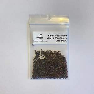 Kale Westlandse 1000+ Seeds Sprouting untreated MICROGREENS/Full Grown plants - Picture 1 of 3