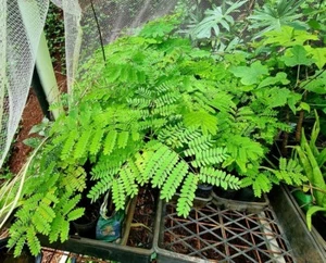 Poinciana Tree Seedlings in tubes - Picture 1 of 2