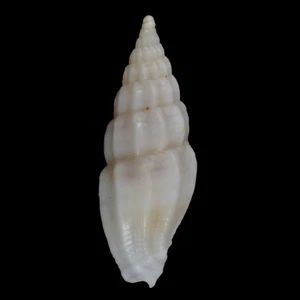 VEXILLUM LAEVICOSTATUM (Mactan Isl., Philippines) 8.7mm #30874 - Picture 1 of 3