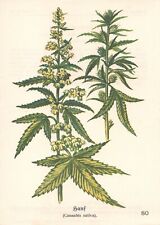 ca. 1930 - Hanf (Cannabis sativa), alter Druck