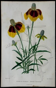 1842 - Rudbeckias - engraving antique - Botany - Flowers IN Colors - Bild 1 von 3