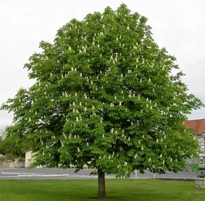 Castagno di cavallo (Aesculus hippocastanum) - 10/25 semi + regalo - Foto 1 di 4
