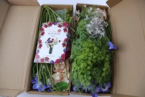 Forever Flowerz Set of 2 Nigella Kits - Lot 3041 - Picture 1 of 4