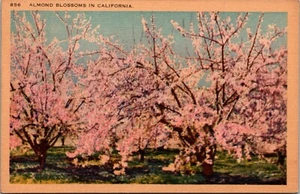 Almond Blossoms In California Nature Trees Linen Vintage Post Card Posted - Picture 1 of 2