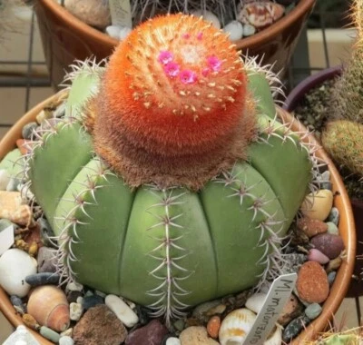 Melocactus matanzanus (10 seeds) - Image 1 of 3