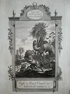 Leone, Cammello, Capo Verde Africa// Acquaforte Originale Middleton 1790  - Imagen 1 de 3