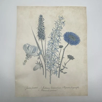 Póster estampado floral flor azul blanco sin marco 14 x 11 Foto 1 de 4