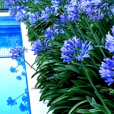 25 Dwarf Blue Lily of The Nile Flower Seeds Agapanthus "Peter Pan" House Plant  - Image 1 of 4