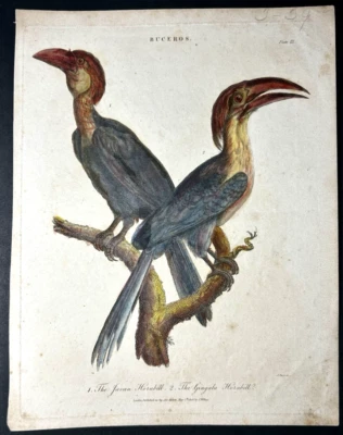 1808 John Wilkes Placa de Cobre Coloreada a Mano Grabado Pintado Cálao Pájaro Foto 1 de 4