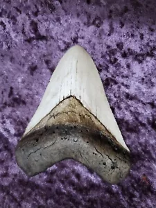 Replica dente di squalo megalodonte cloni ossei grande bianco - Foto 1 di 3