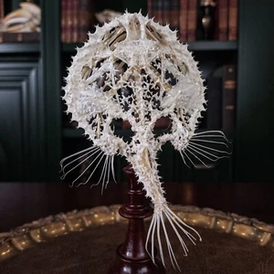 Real Starry Seabat, Batfish, Fish skeleton taxidermy, Minipizza Seabat anatomy - Picture 1 of 12