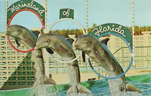 Postkarte Drei ausgebildete Schweinswale springen zusammen durch Reifen Marineland Florida - Bild 1 von 2