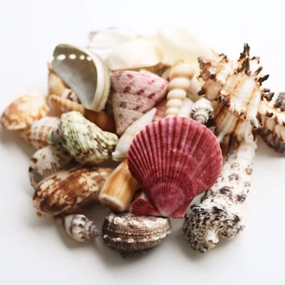 Mixed Sea Shells Large Table Decoration Shells Wedding Aquarium Shells ~ Weights - Image 1 of 3