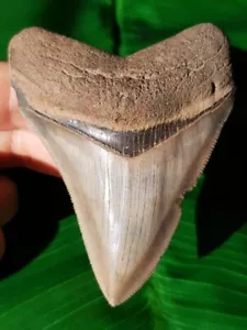 Dente affilato del megalodonte alto 8,1 cm con grande bourlette - fossile di dente di squalo - Foto 1 di 6