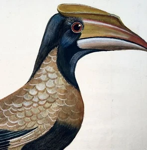 1760 Hornbill, Martinet (b1725), Brisson, exqiitische Handfarbe, Ornithologie - Bild 1 von 3