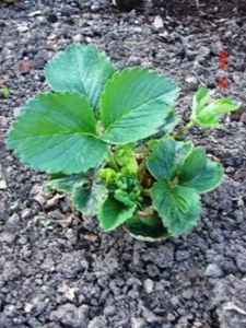 10 Erdbeerpflanzen Senga Sengana - Bild 1 von 1
