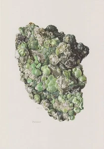 Prehnit Farbdruck 1967 Mineralien Gesteine C. Caspari - Picture 1 of 1