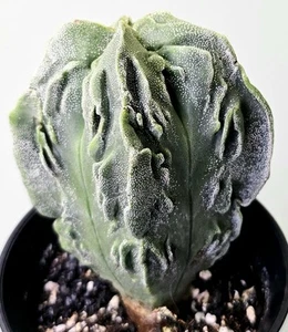 Sehr schöner Astrophytum Myriostigma Kikko Onzuka Kaktus - Z90 - Bild 1 von 5