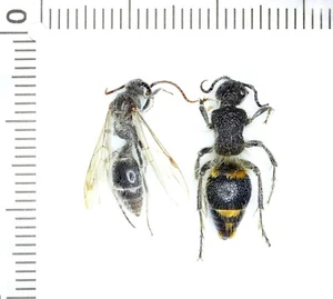 Hymenoptera, Mutillidae sp., BIG PAIR, Saudi Arabia - Picture 1 of 1