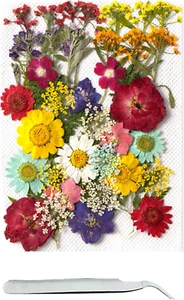 40 Stück Natürlich Getrocknete Blumen Gepresste Blumen Zum Basteln Blüten Getroc - Bild 1 von 7