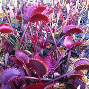 Carnivorous Plant Seeds - ALL RED Dionaea muscipula Venus Flytrap REAL SEEDS - Picture 1 of 1