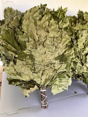 24 Oak brooms sauna banya venik Eiche whisks eco 2025 Ukrainian - Image 1 of 4