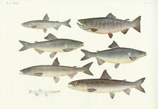 1931 Japanese Exotic Sea Life - Masu Salmon Sakhalin Taimen Trout - 13"x19 Fish 