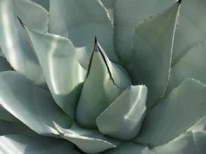 Agave parryi, attraktive winterharte Art aus Mexiko, gesund und gut bewurzelt! - Bild 1 von 6
