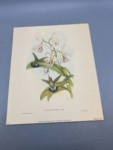 I.B. Fischer 1946 John Gould 5 Hummingbird Prints 12 x 10 in Folder - Picture 1 of 11