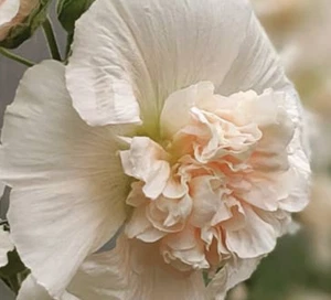 HEIRLOOM Blushing Ivory Double Hollyhock 10 SEEDS - Alcea - FREE SHIPPING U.S. - Picture 1 of 2
