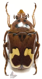 Anisorrhina laeviplaga-Male, UNMOUNTED beetle - Picture 1 of 1