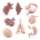 Miniature Anatomy Organs Model Toy Educational Organ Models Class Supply 8Pcs