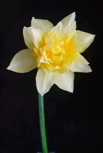 36 (3 Dozen) Daffodil DOUBLE BLOOMING Yellow Flower Bulbs - Fresh - Healthy - Picture 1 of 7
