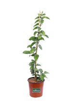 Pianta di Jasminum Sambac Pianta di Gelsomino d'Arabia pianta da esterno vera