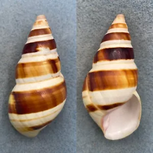 #15 Liguus fasciatus castaneozonatus 67,3 mm F/+ (chip de punta) Little Madeira Bay - Imagen 1 de 1