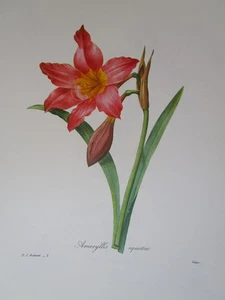 P. J. Redoute print # 3 Amaryllis Equestre Victor - Picture 1 of 1