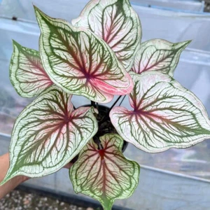 Caladium Sirimongkhon 1 Bulb Elephant Ear Heart of Jesus Angel wings Thailand - Picture 1 of 6