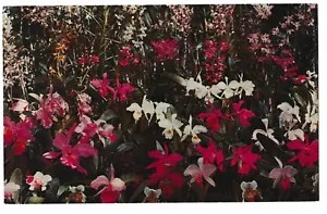 ORCHIDS OF MANY COLORS Hawaiian Islands Flowers Hawaii HI Postcard - Picture 1 of 2