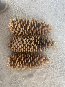 Sugar Pine Cones From The Sierra National Forest - Picture 1 of 1