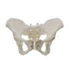  Size Female Pelvis Model, Hip Model - Female Anatomy Model, Hip Bone5393